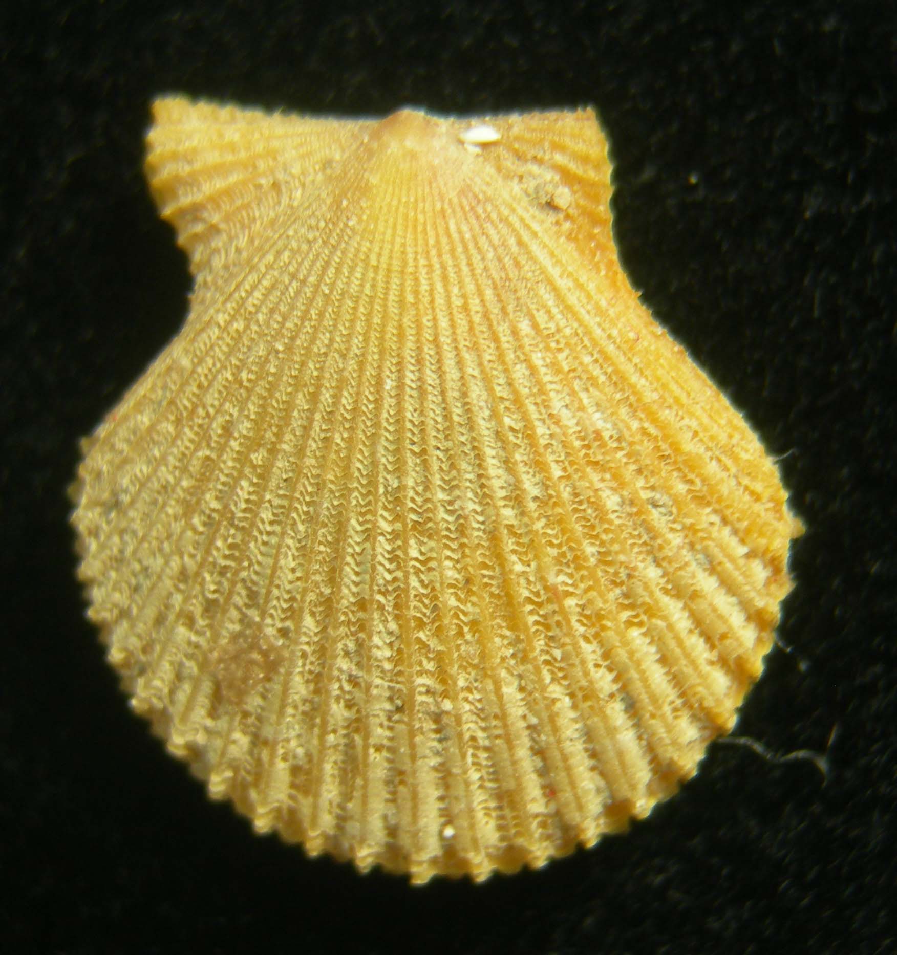 aequipecten opercularis forma